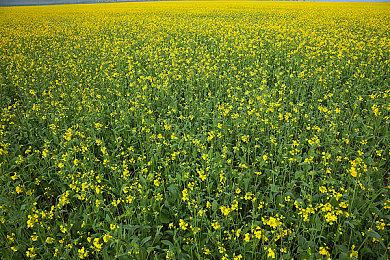 《法外枭雄：滚石城》更新5.0上线 追加新剧本等级等内容