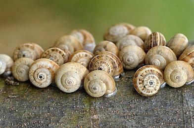 冒险闯关游戏《Lavrock：卫巢之歌》Steam页面上线 支持简中